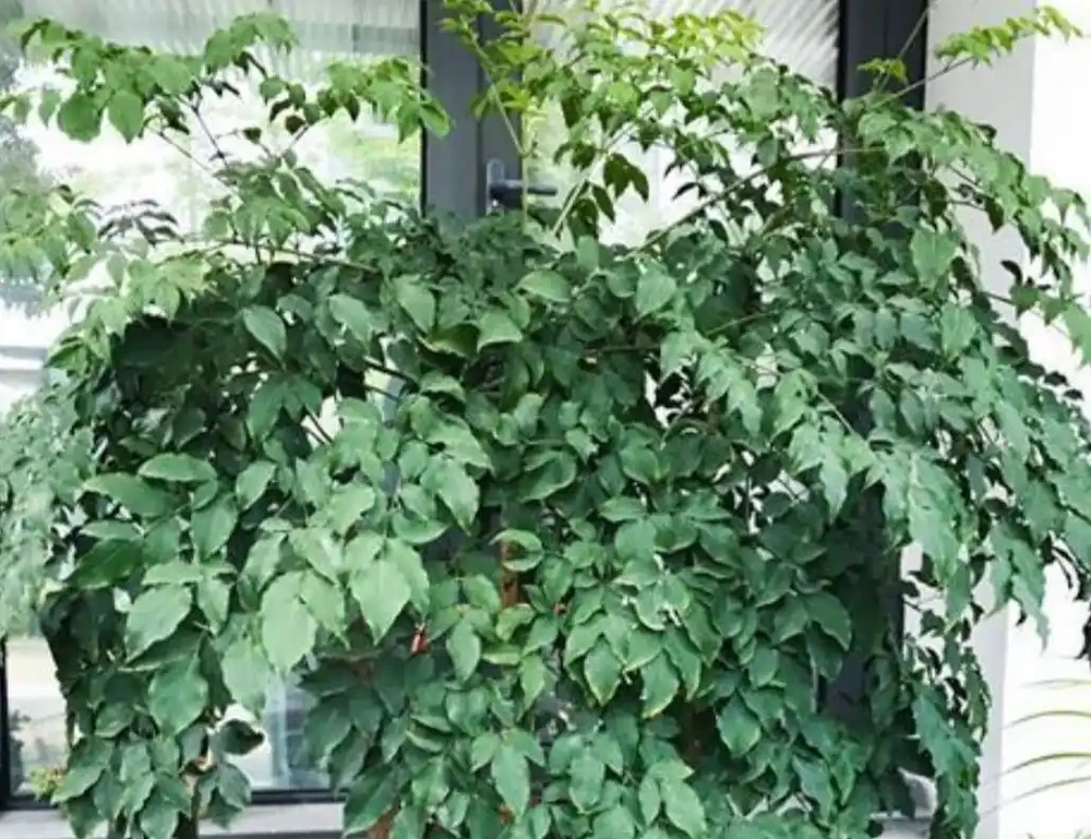 養幸福,樹葉子發黃乾枯,該如何解決?