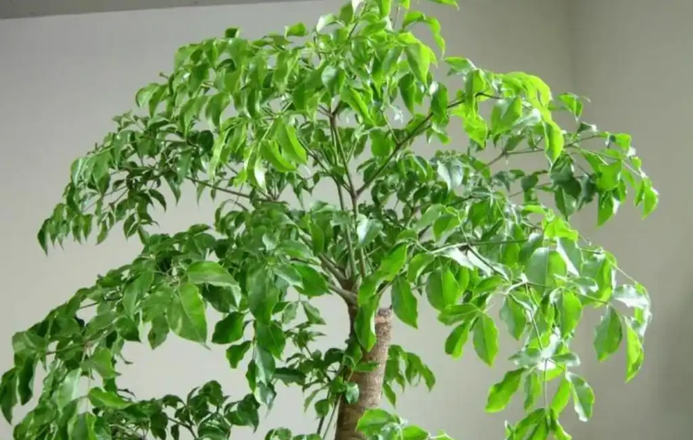 養幸福,樹葉子發黃乾枯,該如何解決?