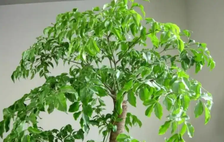 如果室內盆栽葉子油綠,一碰掉葉子,原因只有2個,救治很簡單