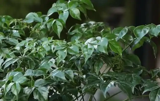 如果室內盆栽葉子油綠,一碰掉葉子,原因只有2個,救治很簡單