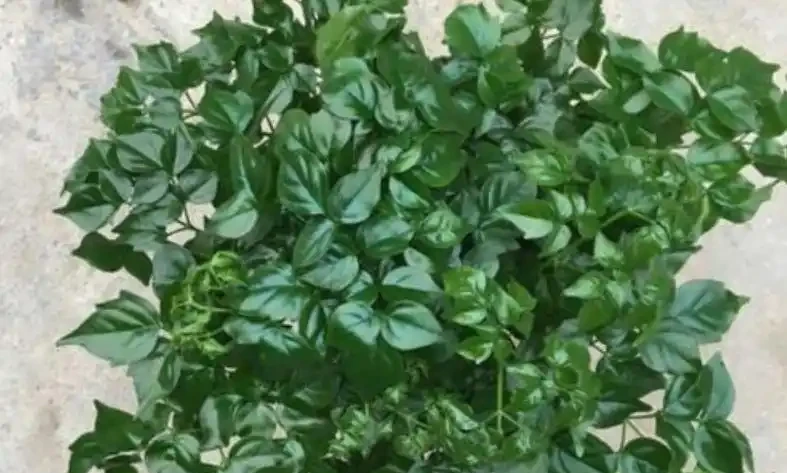 如果室內盆栽葉子油綠,一碰掉葉子,原因只有2個,救治很簡單