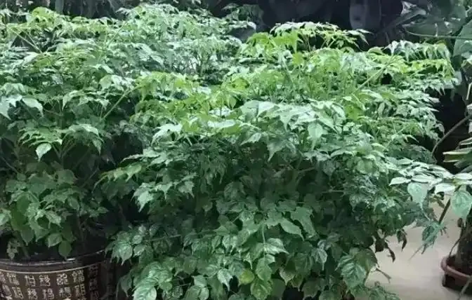 如果室內盆栽葉子油綠,一碰掉葉子,原因只有2個,救治很簡單