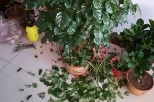 如果室內盆栽葉子油綠，一碰掉葉子，原因只有2個，救治很簡單