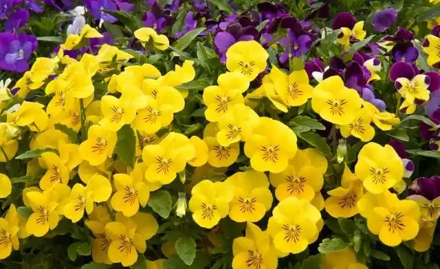 8種肥料,開花植物、綠葉植物用了可催花、花大色豔、葉片健康