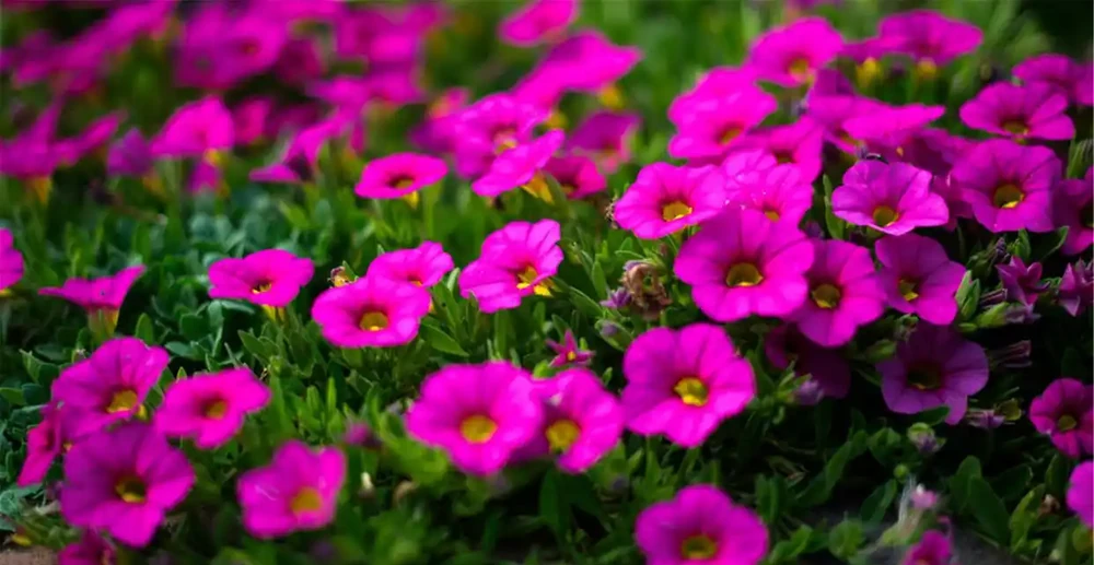 8種肥料，開花植物、綠葉植物用了可催花、花大色豔、葉片健康