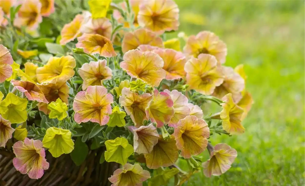 8種肥料,開花植物、綠葉植物用了可催花、花大色豔、葉片健康