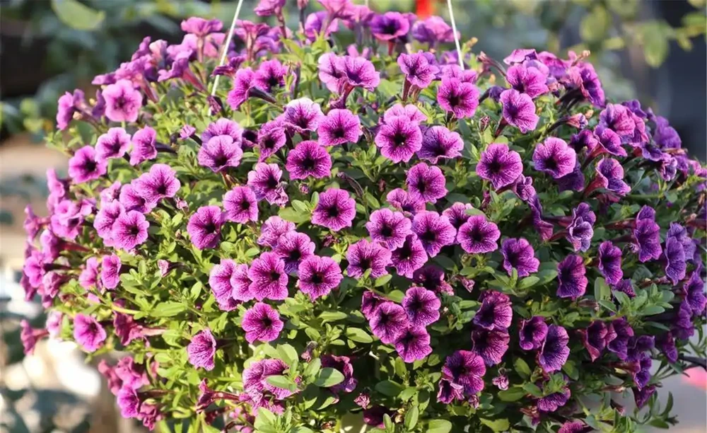 8種肥料,開花植物、綠葉植物用了可催花、花大色豔、葉片健康