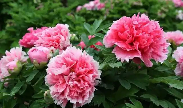 8種肥料,開花植物、綠葉植物用了可催花、花大色豔、葉片健康