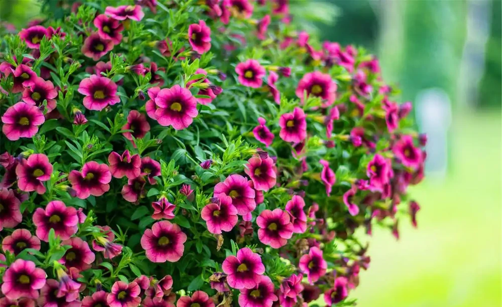 8種肥料,開花植物、綠葉植物用了可催花、花大色豔、葉片健康