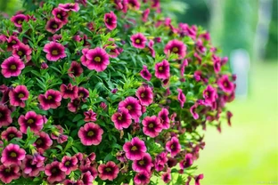 8種肥料，開花植物、綠葉植物用了可催花、花大色豔、葉片健康