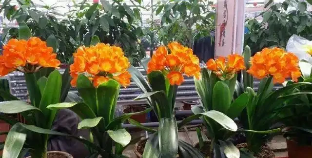 養花施肥不用多，3種肥料就足夠，葉子油綠開花多