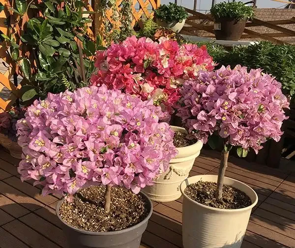 養花施肥不用多，3種肥料就足夠，葉子油綠開花多