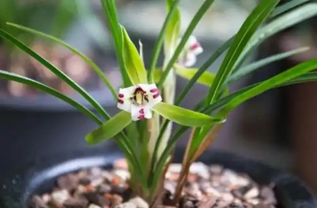 蘭花總「焦尖」怎麼辦？透過「2點」分析，找到原因才能葉子油綠