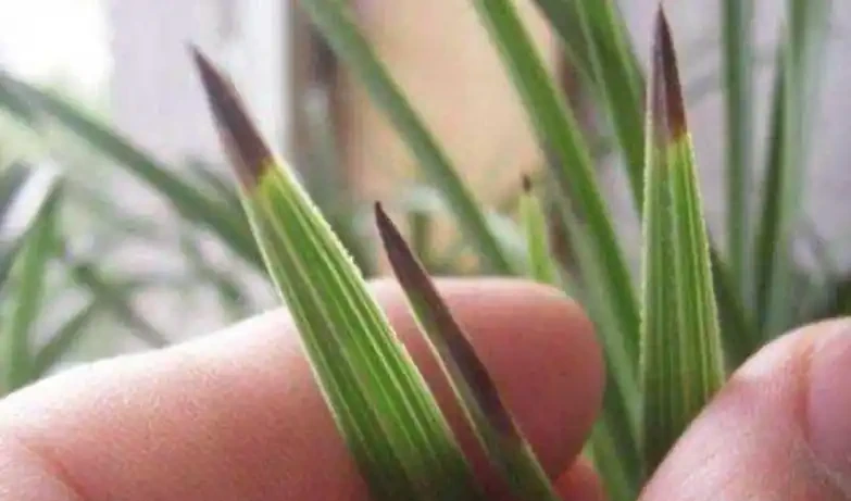 蘭花總「焦尖」怎麼辦？透過「2點」分析，找到原因才能葉子油綠