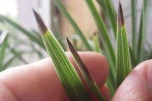 蘭花總「焦尖」怎麼辦？透過「2點」分析，找到原因才能葉子油綠