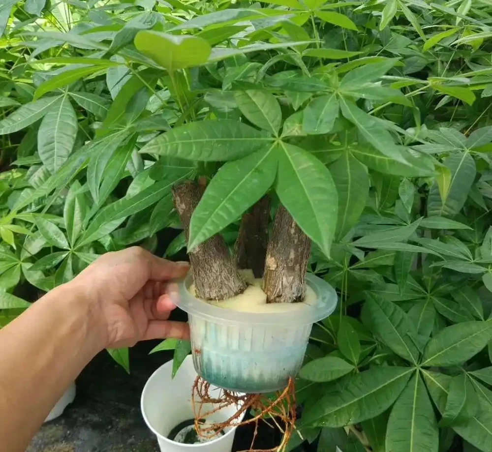 養不好水耕發財樹是因為你不懂以下3點