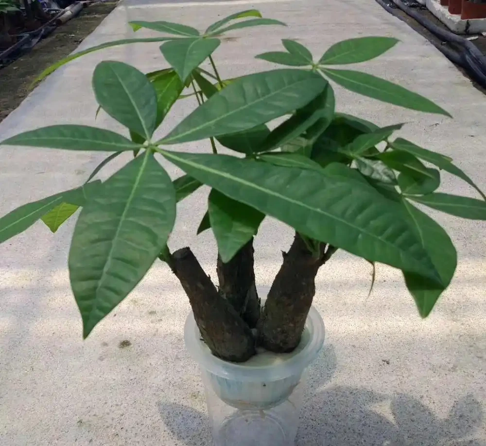 養不好水耕發財樹是因為你不懂以下3點