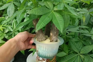 養不好水耕發財樹是因為你不懂以下3點