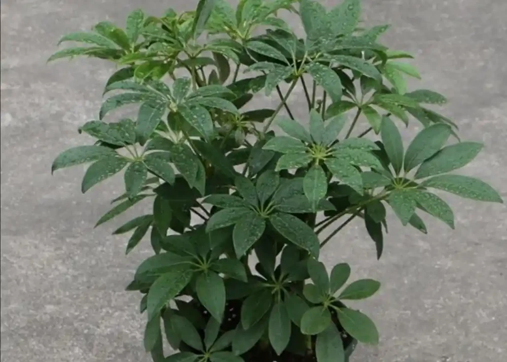 鴨腳木枝條長得亂,怎樣修剪才能保持株形美觀,長勢茂盛