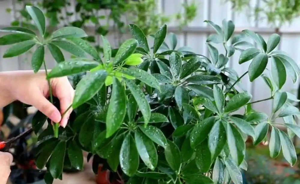 鴨腳木枝條長得亂,怎樣修剪才能保持株形美觀,長勢茂盛