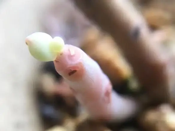 以後多肉的莖稈可別丟了，這麼養起來，一樣能長出生機勃勃的嫩芽