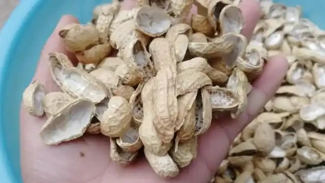 春季換盆「墊底」,十種材料不用花錢買,好用又透氣,趕緊去找點