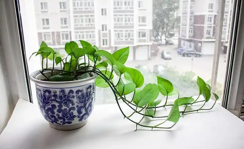 正常生長的黃金葛