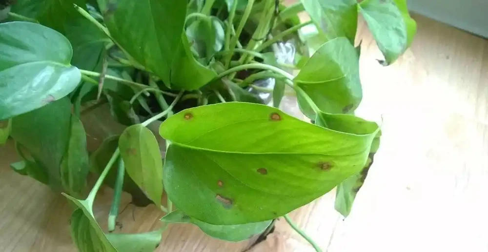 腐根的黃金葛
