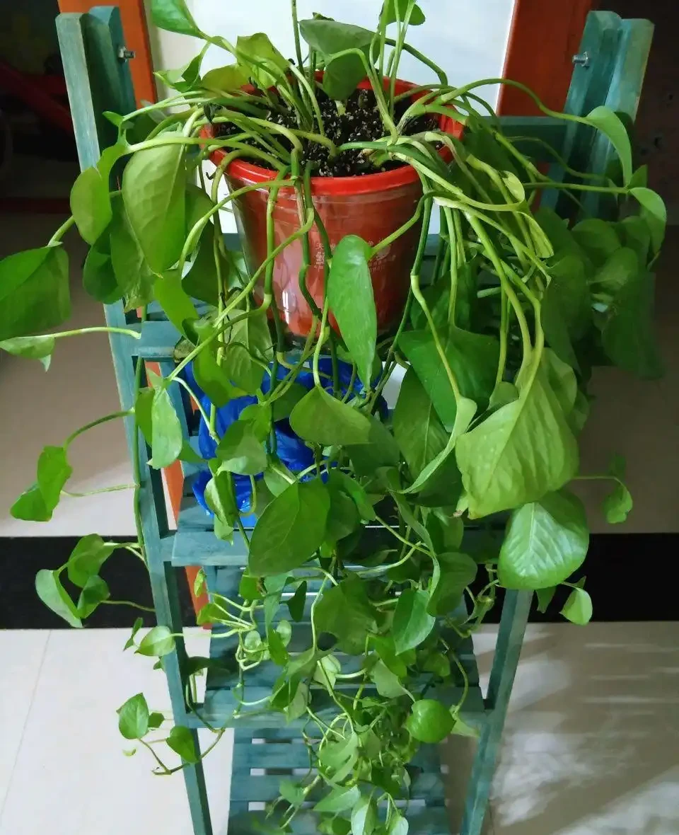 缺水的黃金葛