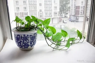 黃金葛葉子耷拉，分4種情況對待，重新「精神抖擻」