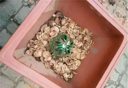 養花不花錢,一些「大顆粒」,墊花盆裡,瀝水又透氣,養花一級棒