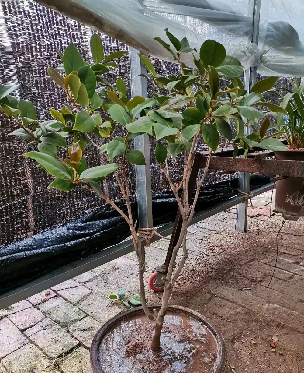 上盆後的茶花