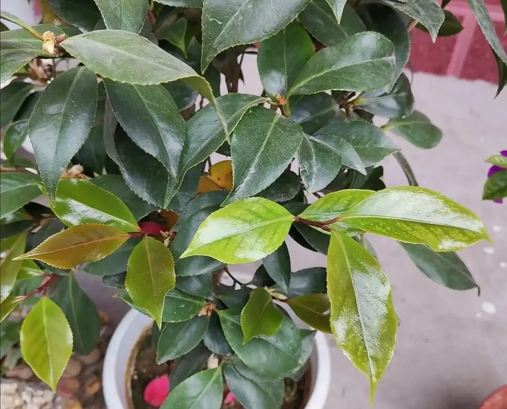 馴化復原成功的茶花