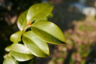 茶花葉子乾枯一碰就掉，學會補救，依然可以煥發生機