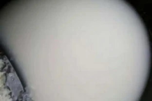 淘米水可以直接澆花嗎？方法不對會把花澆死