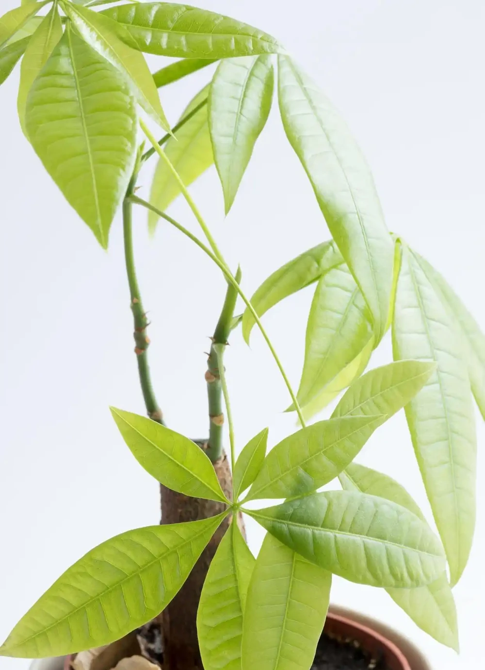 花卉葉片發黃的原因和補救方法