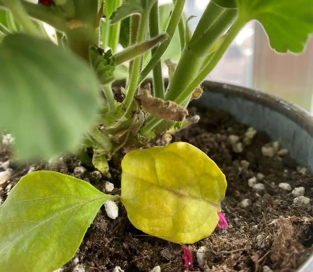 花卉葉片發黃的原因和補救方法