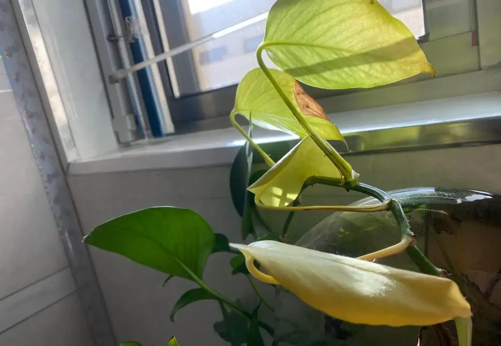花卉葉片發黃的原因和補救方法