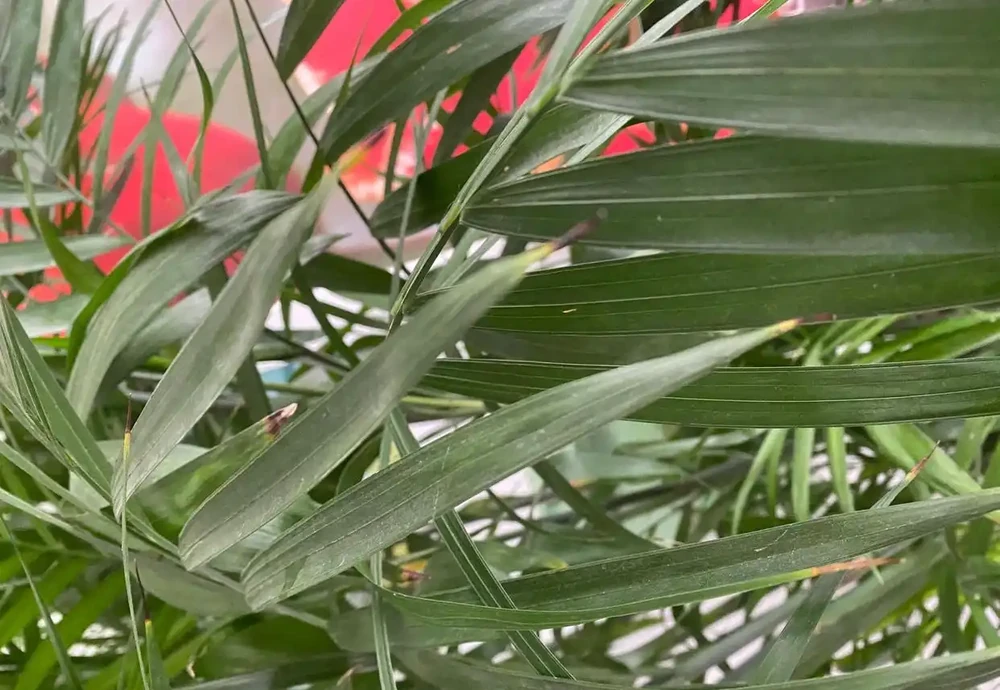 花卉葉片發黃的原因和補救方法