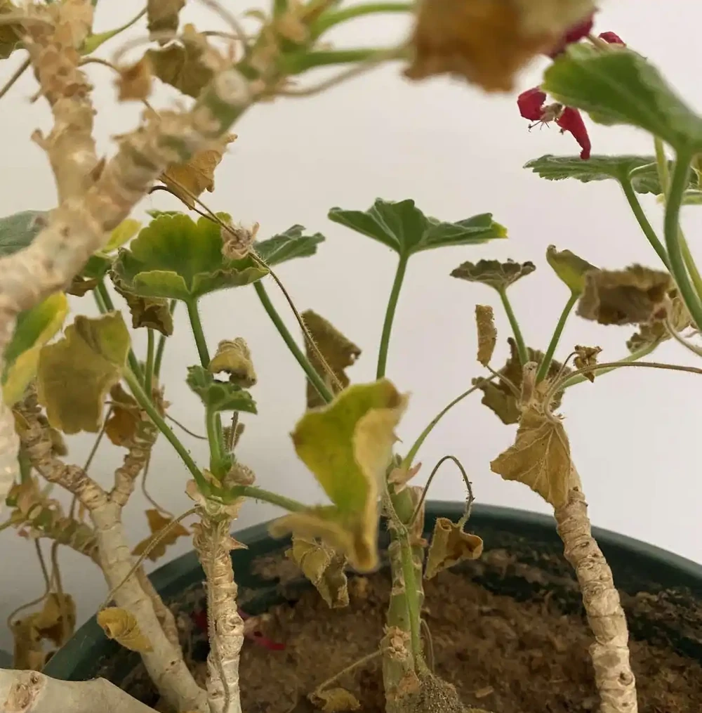 花卉葉片發黃的原因和補救方法
