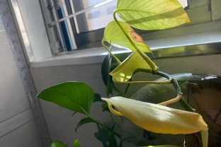 花卉葉片發黃的原因和補救方法