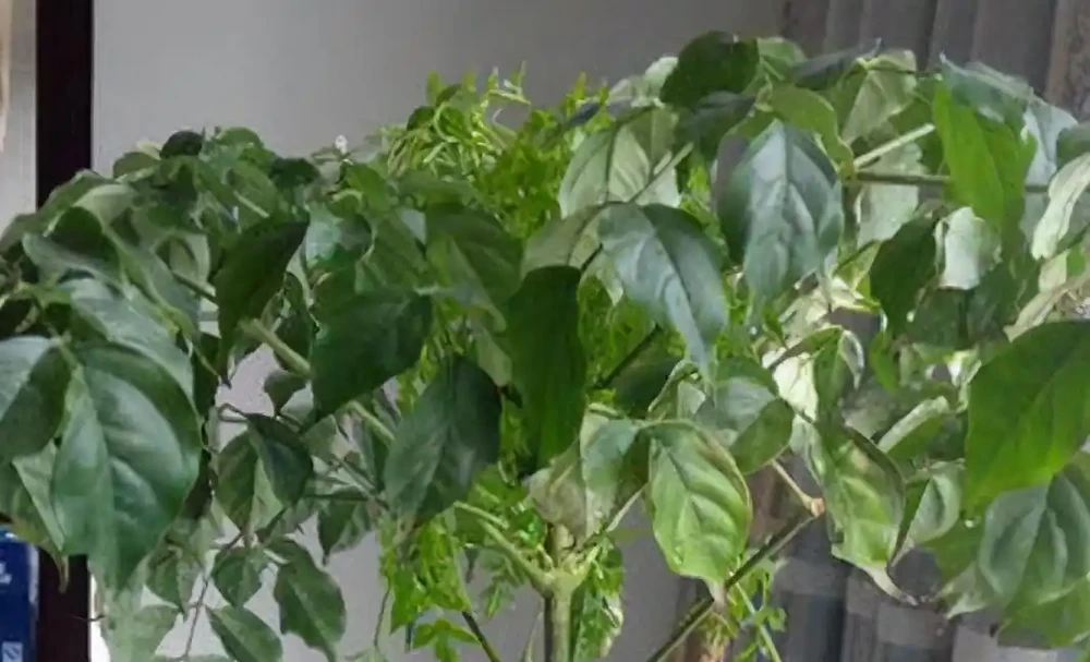 幸福樹葉片下垂，是什麼原因？