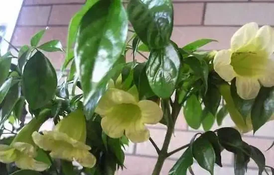 幸福樹葉片下垂，是什麼原因？