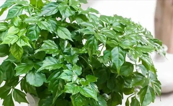 幸福樹葉片下垂，是什麼原因？