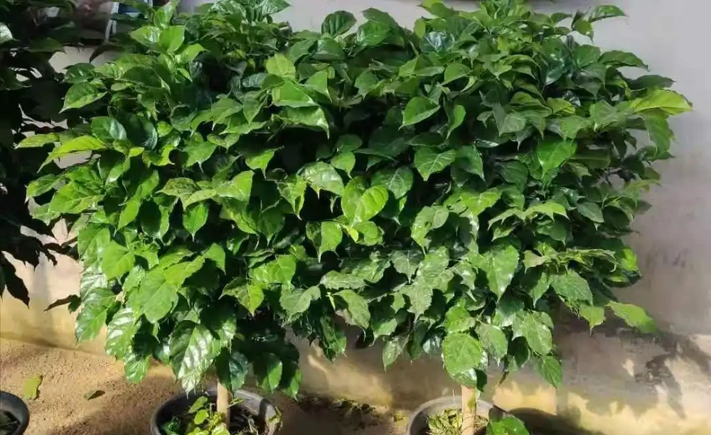 幸福樹葉片下垂，是什麼原因？