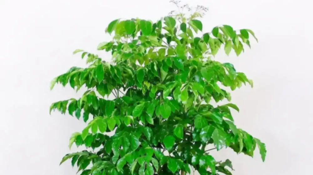 幸福樹葉片下垂，是什麼原因？