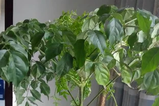 幸福樹葉片下垂，是什麼原因？