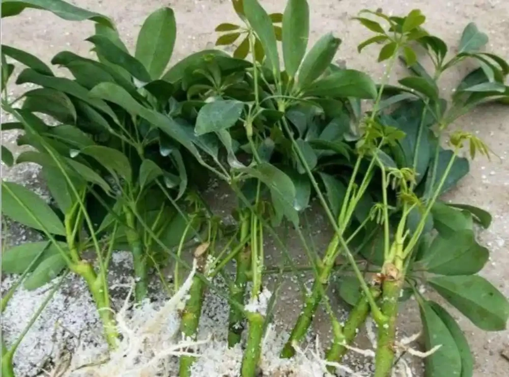 養鴨腳木,怎樣管理才能讓它長得旺盛?