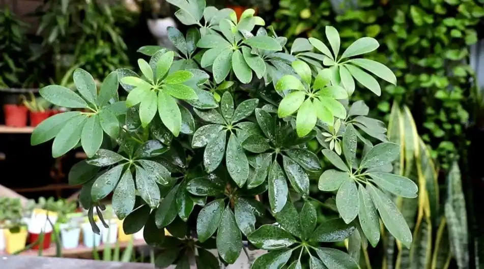 養鴨腳木,怎樣管理才能讓它長得旺盛?