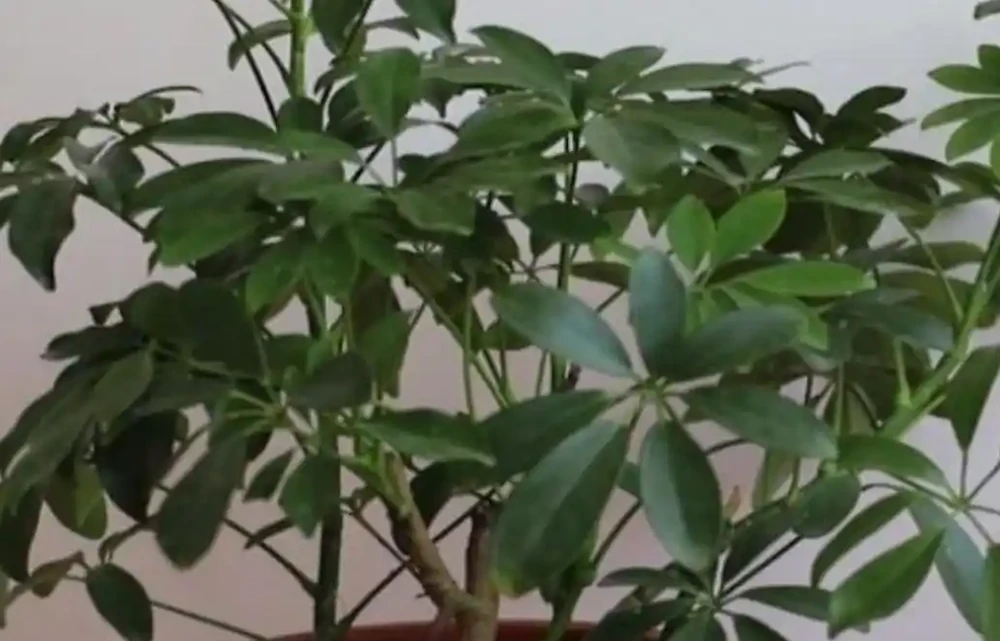 養鴨腳木,怎樣管理才能讓它長得旺盛?